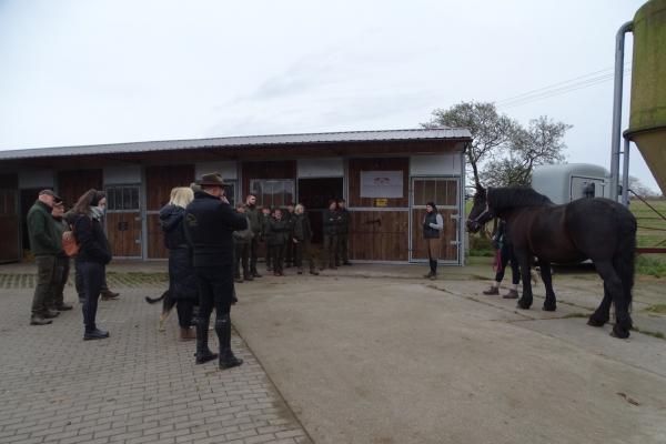 Prezentacja ras koni