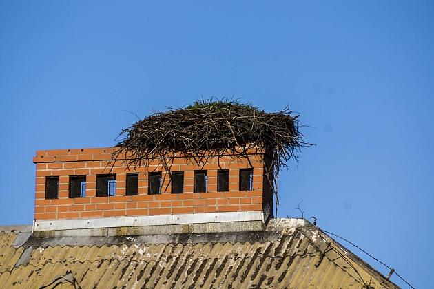 Jak zbudować bocianie gniazdo? Przydatne informacje
