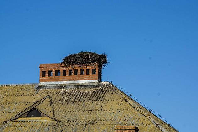 Jak zbudować bocianie gniazdo? Przydatne informacje