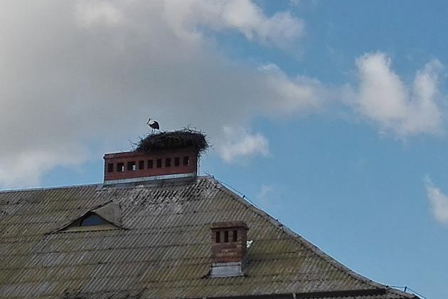 Jak zbudować bocianie gniazdo? Przydatne informacje