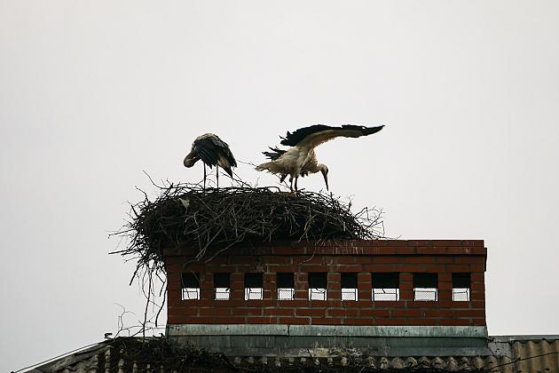 Jak zbudować bocianie gniazdo? Przydatne informacje