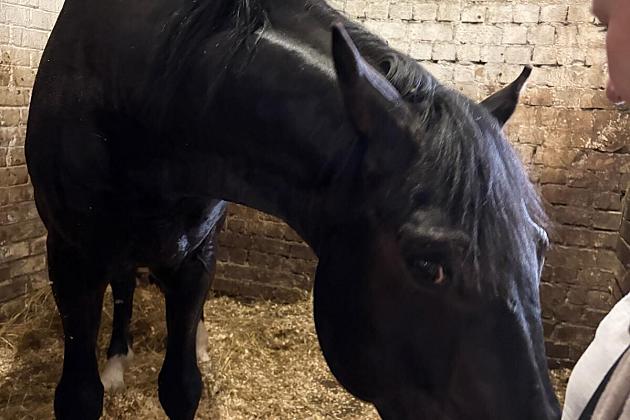 Spotkanie partnerów projektu „Horse Tourism for Everyone” na Litwie