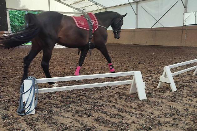 Z końmi w dialogu – mistrzowskie szkolenie z Janem Ratajczakiem w Runowie