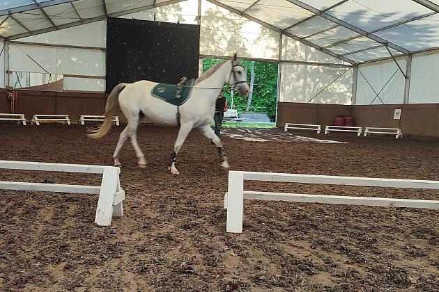 Z końmi w dialogu – mistrzowskie szkolenie z Janem Ratajczakiem w Runowie