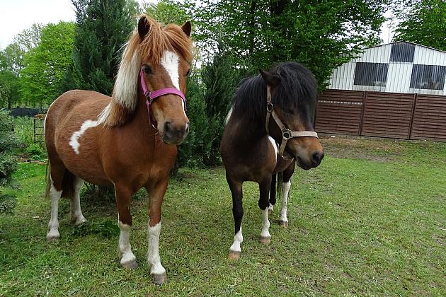 Jeździectwo dla każdego – dołącz do tworzenia bardziej dostępnej turystyki konnej - ANKIETA