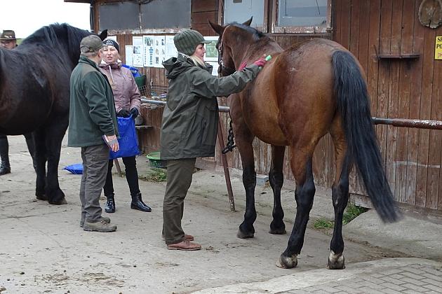 szykowanie koni do jazdy w teren przez leśników